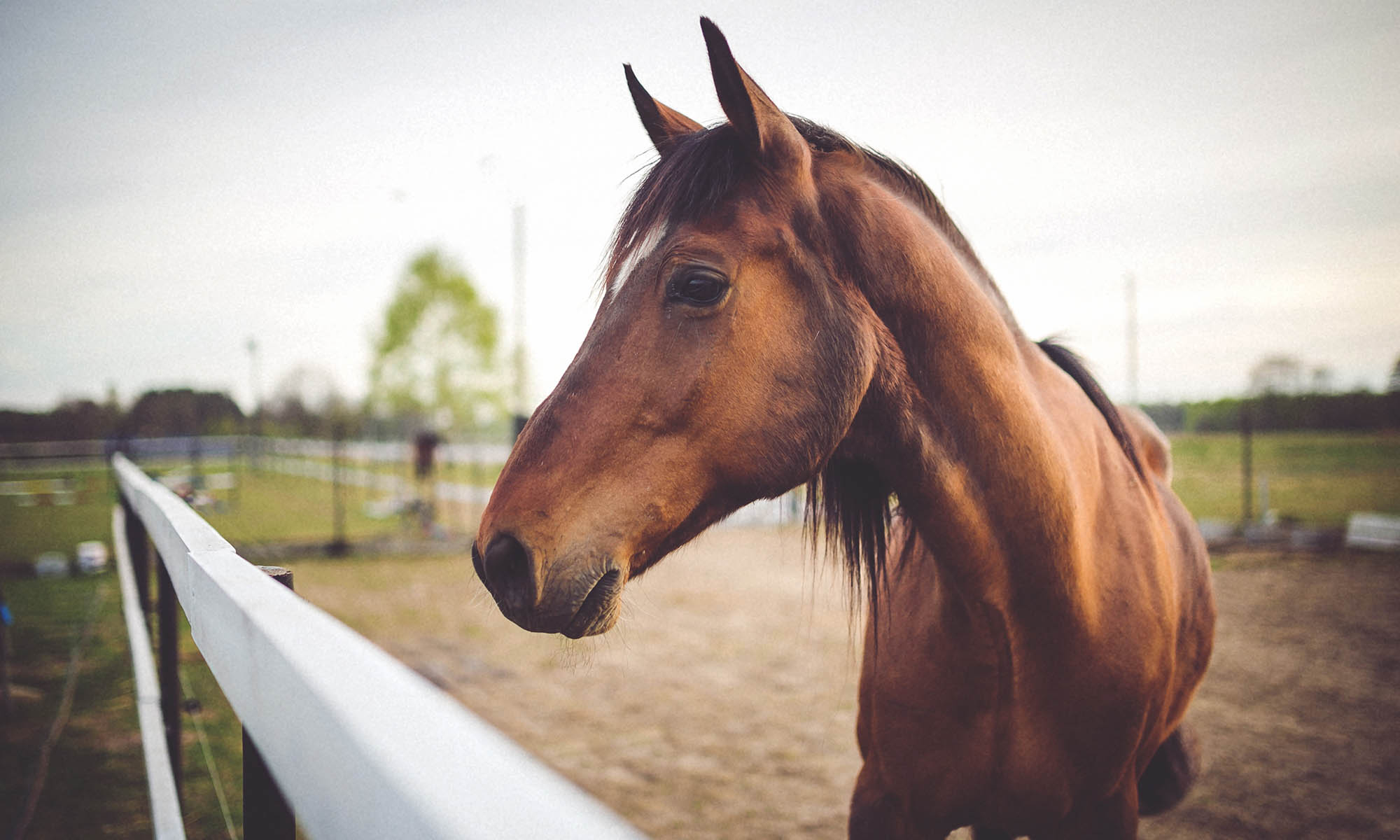 Tennessee Equine Hospital West Announce Arlington Expansion