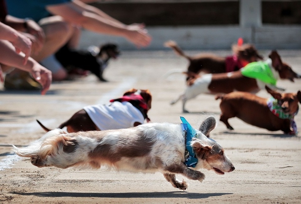 Germantown Festival returns after two-year ‘paws’